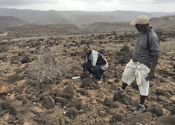 消失已久的物种Somali sengi在东非国家吉布提被重新发现