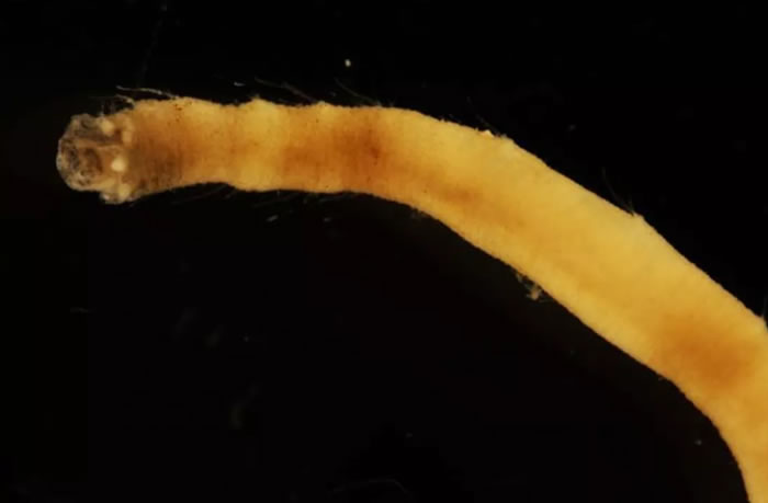 日本科学家在南冰洋南奥克尼群岛海底发现新海洋蠕虫——Flabelligena Gillet 2001