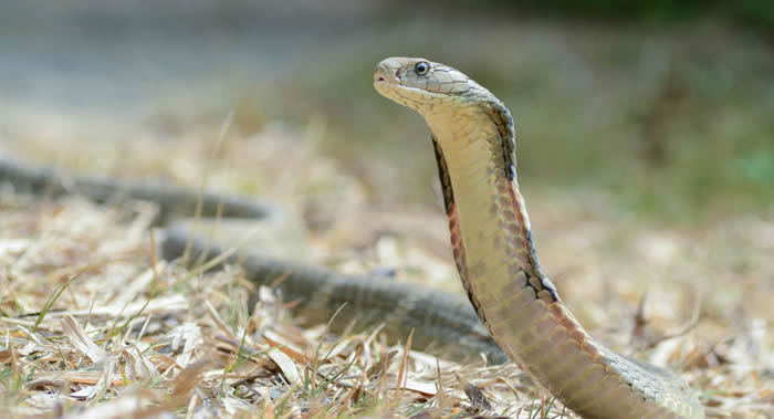 人类具有本能地识别有毒蛇并将其与无毒蛇相区分的能力