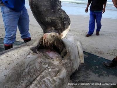南非开普敦福尔斯湾水域大白鲨数量急剧下降 疑似被虎鲸群大规模猎捕