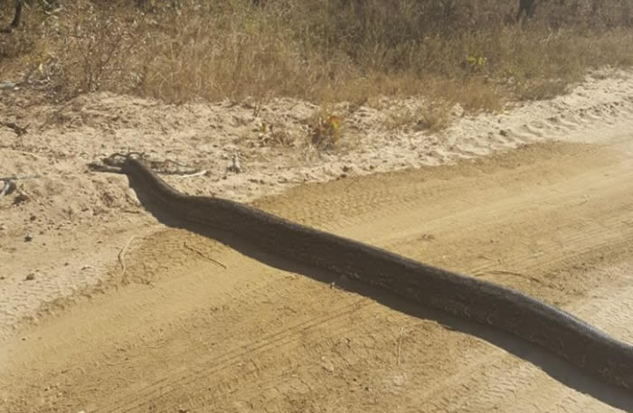 南非林波波省男子驾车发现前面道路有条黑色减速坡 下车才发现是条巨蟒