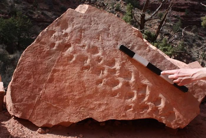 《PLoS ONE》杂志：美国大峡谷国家公园发现有记录以来最古老脊椎动物足迹化石