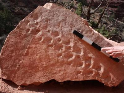 《PLoS ONE》杂志：美国大峡谷国家公园发现有记录以来最古老脊椎动物足迹化石
