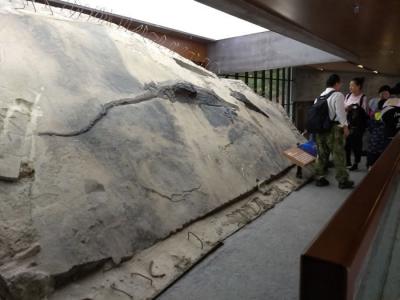 化石胃部发现的最大猎物：5米长海洋爬行动物鱼龙胃里发现4米长海龙尸体
