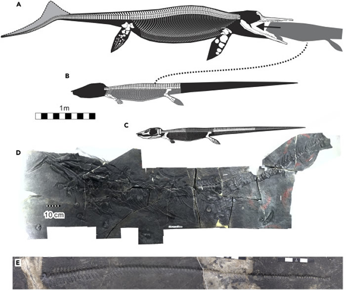 化石胃部发现的最大猎物：5米长海洋爬行动物鱼龙胃里发现4米长海龙尸体