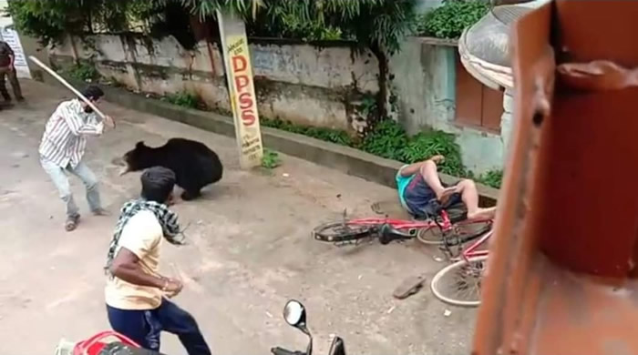 印度巴瓦尼帕特纳黑熊撕咬人类影片曝光 栖息地被侵占被迫闯入拥挤蔬菜市集