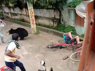 印度巴瓦尼帕特纳黑熊撕咬人类影片曝光 栖息地被侵占被迫闯入拥挤蔬菜市集