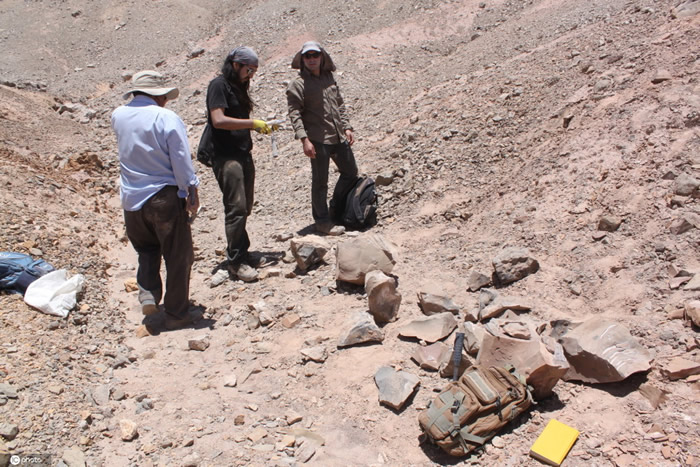智利大学研究人员确认两种在阿塔卡马沙漠发现的侏罗纪海洋爬行动物化石