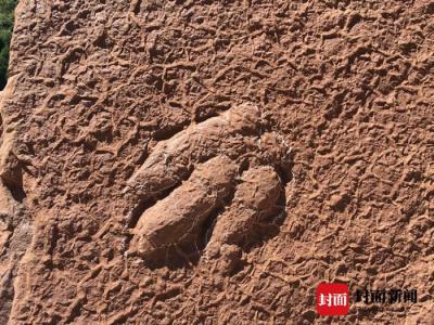 四川省泸州市古蔺县再发现一组白垩纪时期恐龙足迹化石