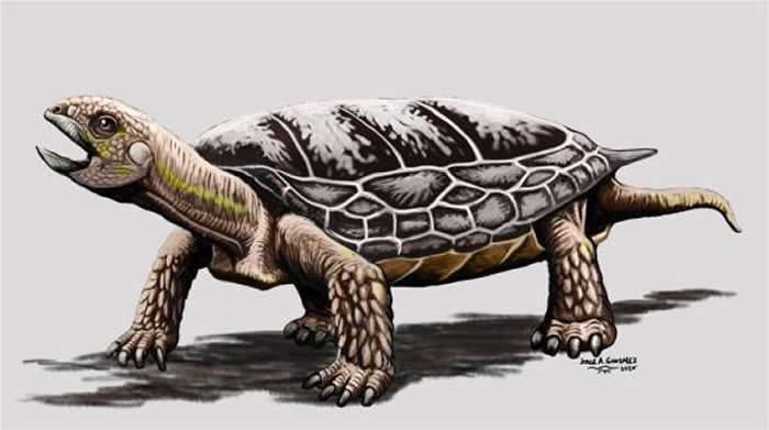 2亿年前乌龟虽然已经形成龟壳 但不会将头或者四肢缩进龟壳中