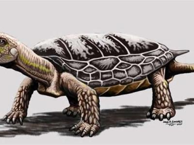 2亿年前乌龟虽然已经形成龟壳 但不会将头或者四肢缩进龟壳中