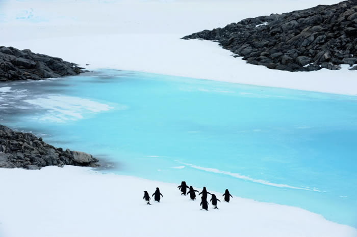企鹅的祖先2,200万年前首先出现在澳洲、新西兰海岸 随着洋流旅行最终才到南极