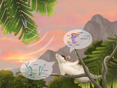 热河生物群化石证据表明哺乳动物中耳演化是一个渐进过程