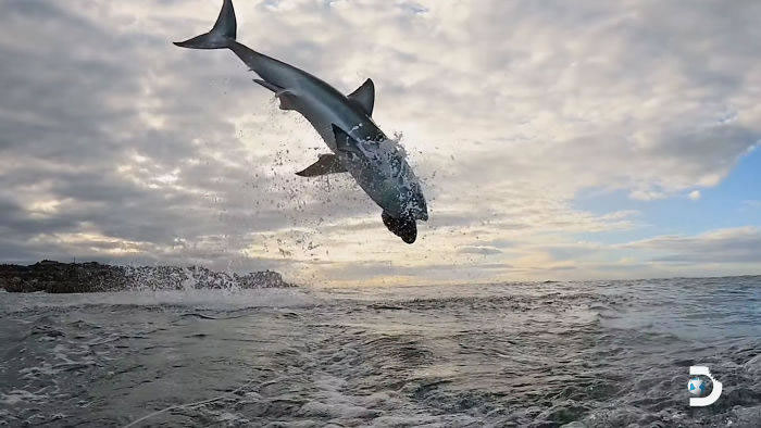 Discovery频道《鲨鱼周》的空中巨鲨：大白鲨跃出海面4.6公尺空中翻转狠咬猎物