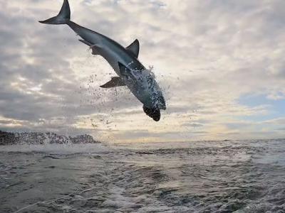Discovery频道《鲨鱼周》的空中巨鲨：大白鲨跃出海面4.6公尺空中翻转狠咬猎物