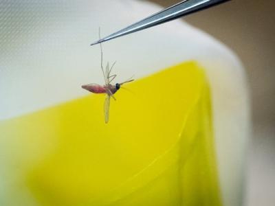 美国佛罗里达州明年释放7.5亿只基因改造蚊子 团体批计划等同“侏罗纪公园实验”
