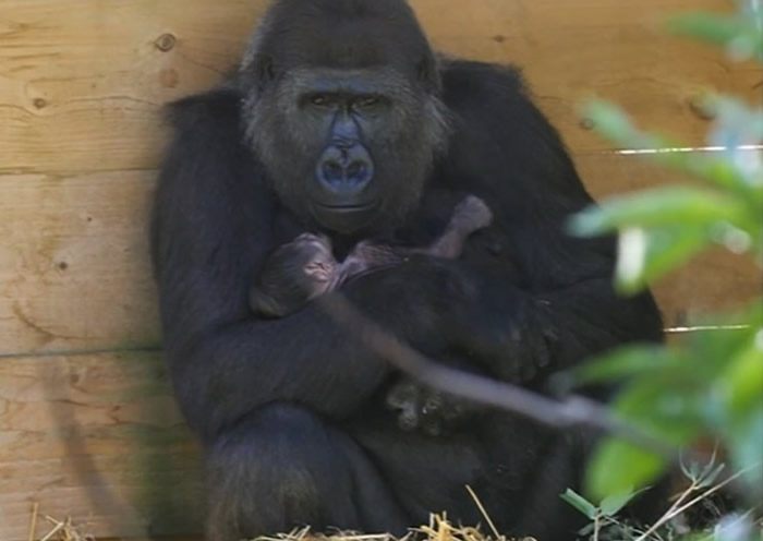 英国布里斯托尔动物园一只曾在去年丧儿的西部低地大猩猩再诞下宝宝