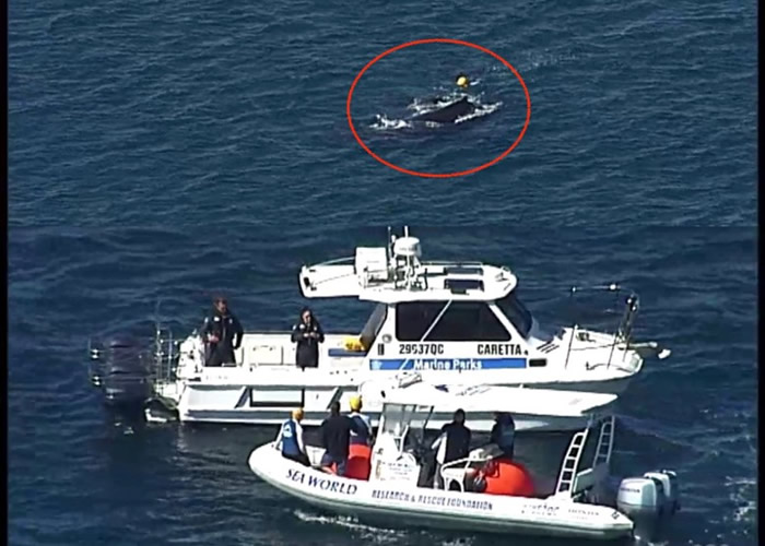 澳洲昆士兰省北斯特拉布罗克岛附近海域幼年座头鲸受困鲨鱼诱捕器 受困5小时获救