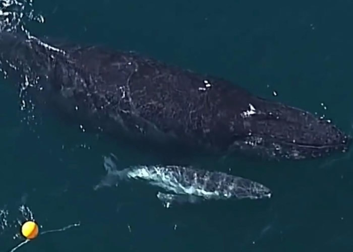 澳洲昆士兰省北斯特拉布罗克岛附近海域幼年座头鲸受困鲨鱼诱捕器 受困5小时获救