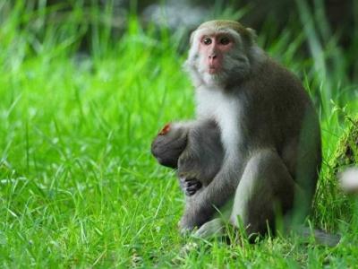 台湾的玉山国家公园小猕猴被游客车辆撞死 母猴紧抱尸体5天不放手