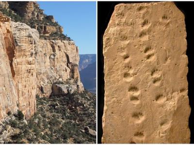 美国亚利桑那州大峡谷国家公园巨大岩石坠落 揭示3.13亿年前远古动物足迹