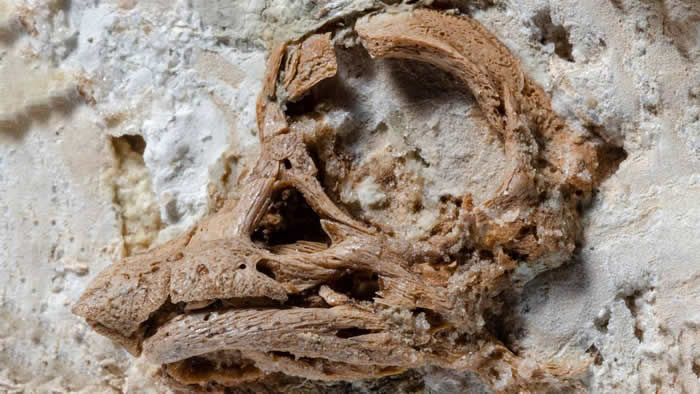 在阿根廷巴塔哥尼亚发现的一枚恐龙蛋有着令人惊讶的胚胎头骨特征