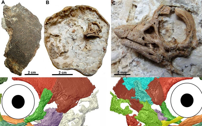 在阿根廷巴塔哥尼亚发现的一枚恐龙蛋有着令人惊讶的胚胎头骨特征