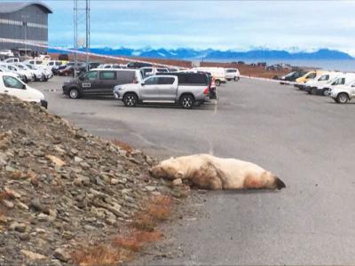 50年来第6起！荷兰游客到挪威斯瓦巴群岛露营遇遭北极熊撕咬惨死
