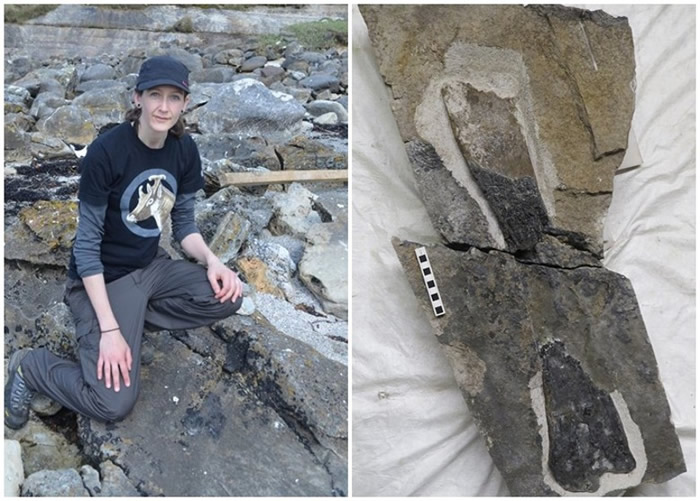 潘恰罗莉（左）无意中发现剑龙后腿化石（右）。