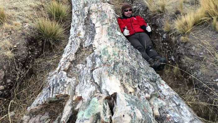 秘鲁安第斯高原巨大树化石包含过去1000万年环境发生重大变化的提醒