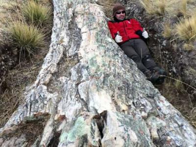 秘鲁安第斯高原巨大树化石包含过去1000万年环境发生重大变化的提醒