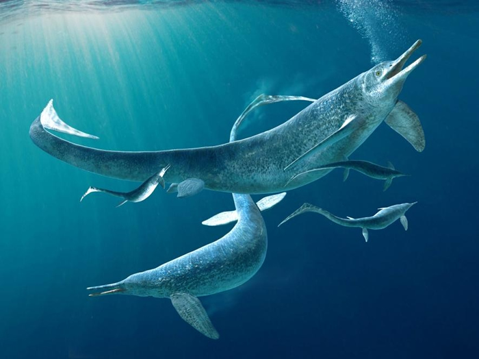 这幅插图描绘一群属于鱼龙目（Ichthyosauria）之下的贝萨诺龙（Besanosaurus），而鱼龙是一类和海豚与鲸鱼有些相似的远古海洋爬行动物。 一篇新