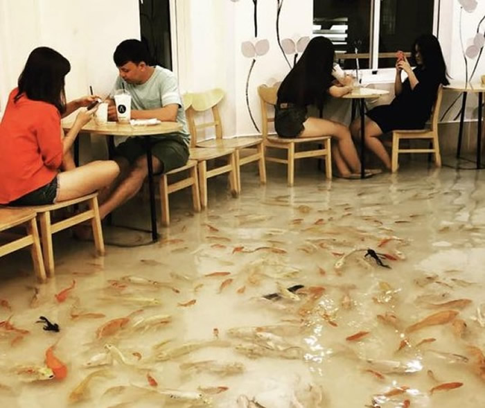 越南胡志明市宠物咖啡店Amix Coffee地板直接变鱼池 客人脚边都是鱼