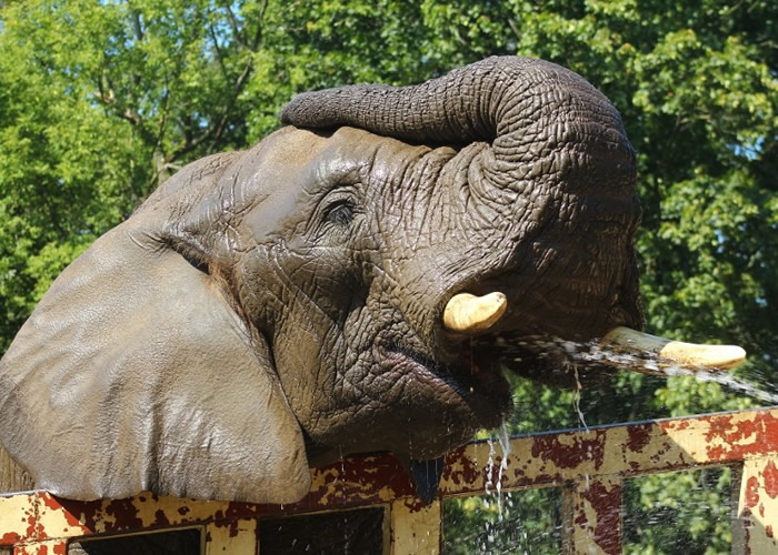 波兰华沙动物园大象离世同伴抑郁 园方喂大麻油减焦虑
