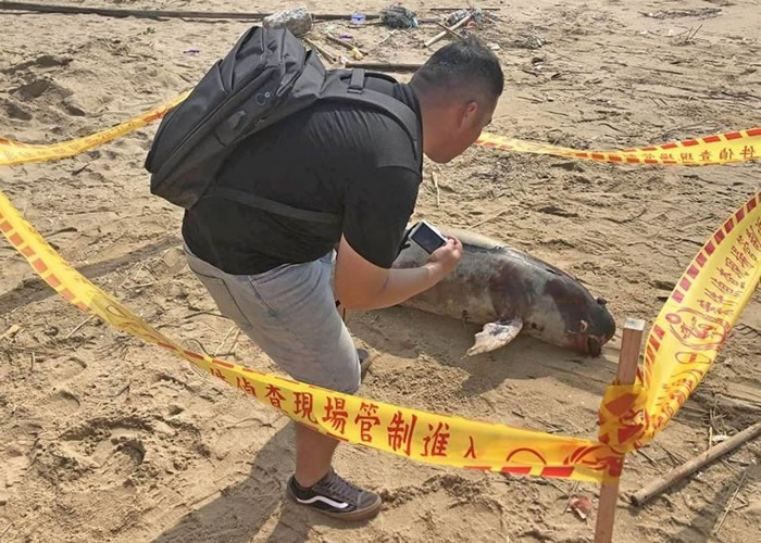 台湾金门新头海岸发现俗称“江豚”的宽脊鼠海豚尸体 今年第15宗