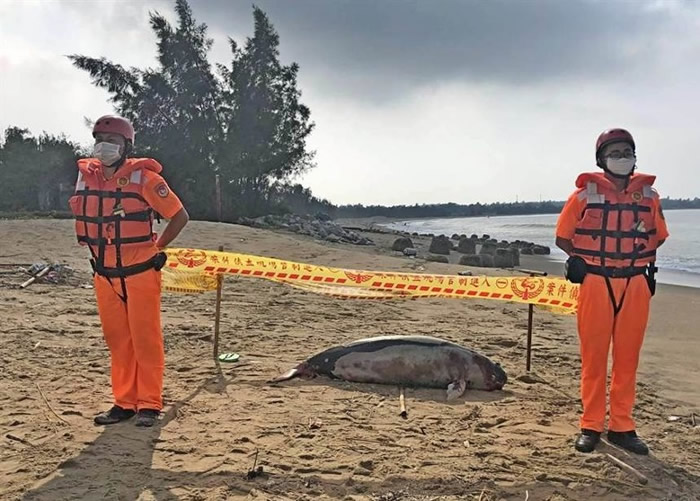 台湾金门新头海岸发现俗称“江豚”的宽脊鼠海豚尸体 今年第15宗