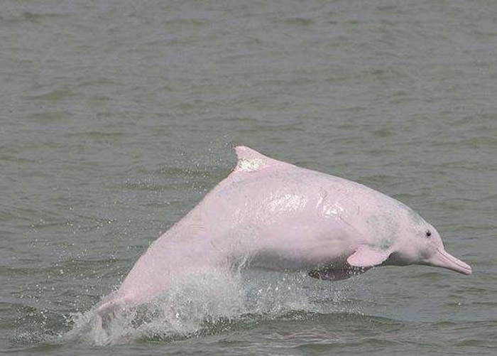 中华白海豚喜欢跟在渔船后觅食。图非今次发现的白海豚。