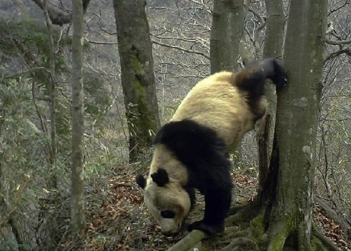 甘肃白水江国家级自然保护区野生大熊猫“倒立撒尿” 留下求偶标记寻找配偶