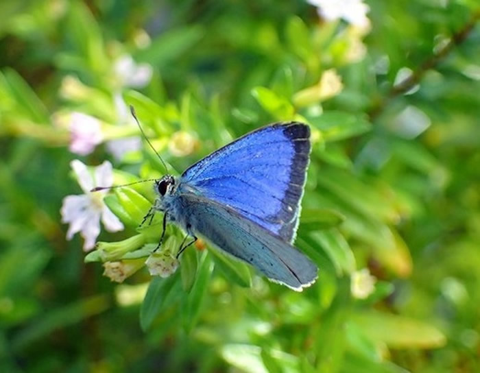 栖息于日本小笠原群岛的蝴蝶——“小笠原琉璃灰蝶”可能已绝种