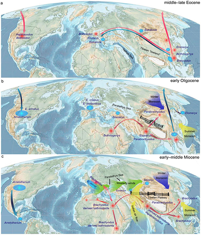 沟齿兽类在全球的演化扩散，及其古地理，古气候以及构造等控制因素。王世骐供图
