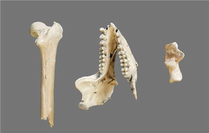 云南昭通水塘坝发现的化石标本提示亚洲金丝猴祖先可能是640万年前的昭通中猴