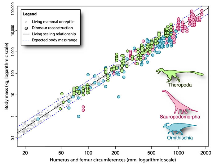 新研究回顾科学家评估恐龙体重的方法 有两种方法得出的结果惊人地相似