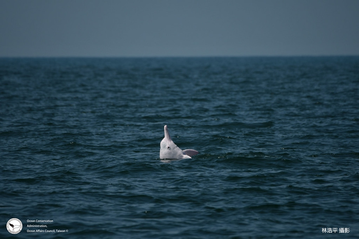 台湾白海豚终于有家了 历时12年调查重要栖息环境公告正式上路