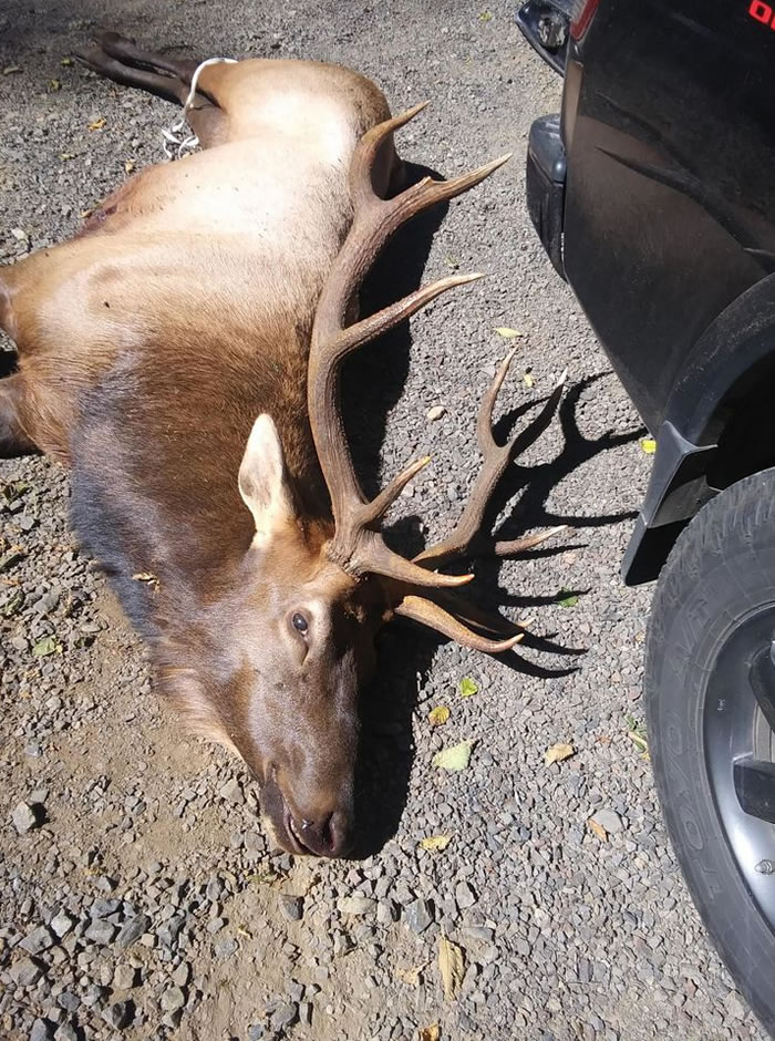 Oregon Live网站：美国蒂拉穆克郡一只麋鹿杀死用弓箭射伤它的猎人