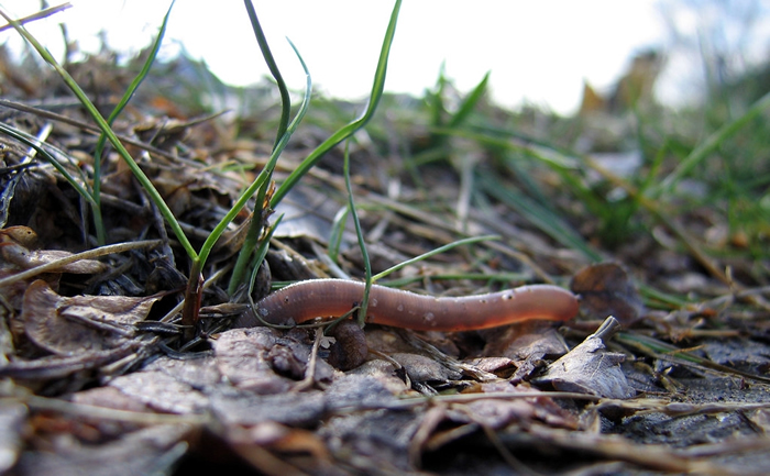 最新研究指出，外来种蚯蚓正在让北极土壤过度肥沃。 照片来源：schizoform（CC BY 2.0）
