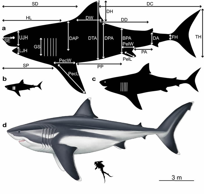 《科学报告》期刊：远古“巨齿鲨”体长可达16米