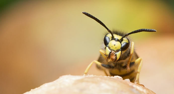 英国居民已被预警“醉醺醺”的德国大黄蜂的入侵