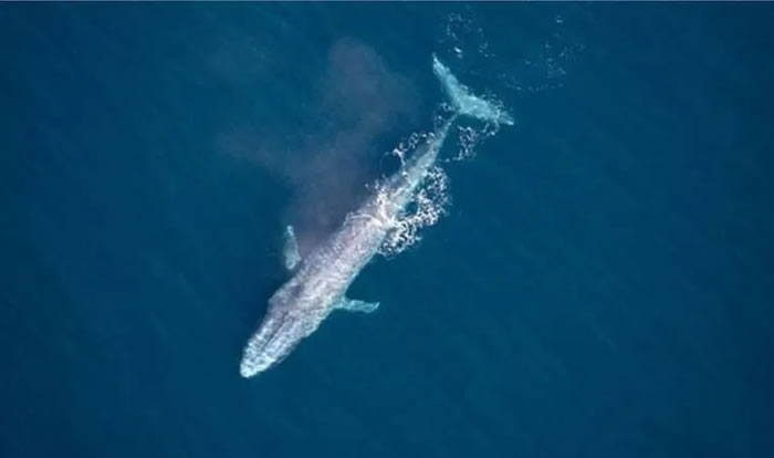一百年来第3次！长期居于远海的蓝鲸现身澳洲悉尼近岸