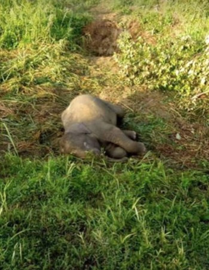 马来西亚柔佛州一只小象遭路杀 母象呆守身旁不断摇晃小象尸体