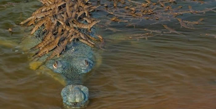 印度昌巴尔河国家自然保护区抓拍到雄性恒河鳄（食鱼鳄）背负数十条小鳄鱼的情景